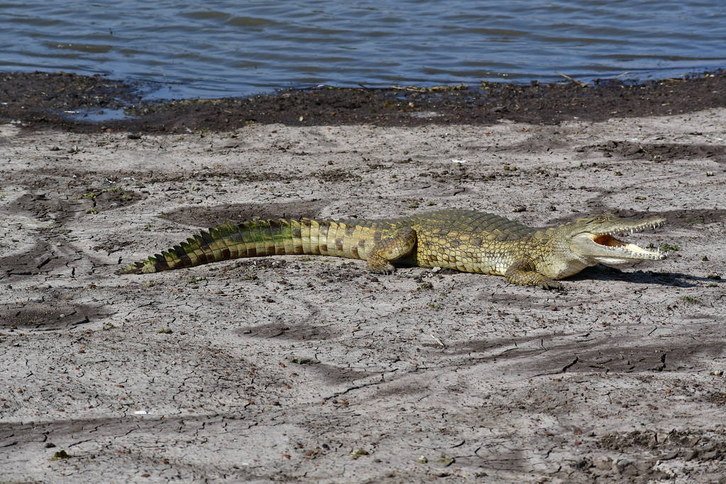 Nairobi National Park